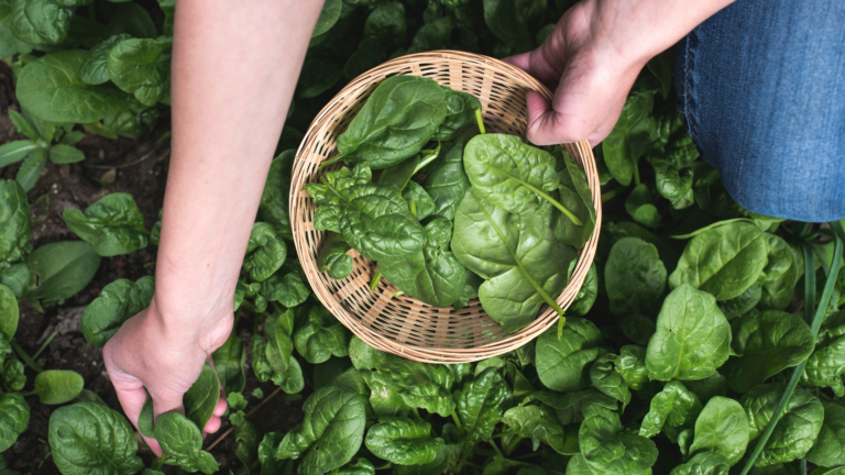 27 Facts Everyone Should Know About Growing Early Spring Greens Like Spinach And Lettuce
