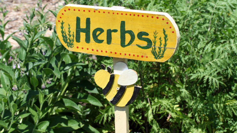27 Facts Everyone Should Know About Starting A Herb Garden Before Spring Arrives