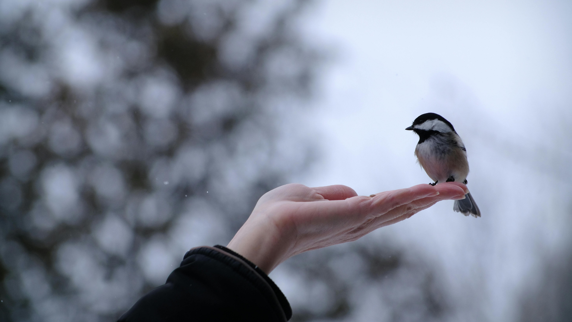 21 Ways How To Attract Chickadee To Your Garden