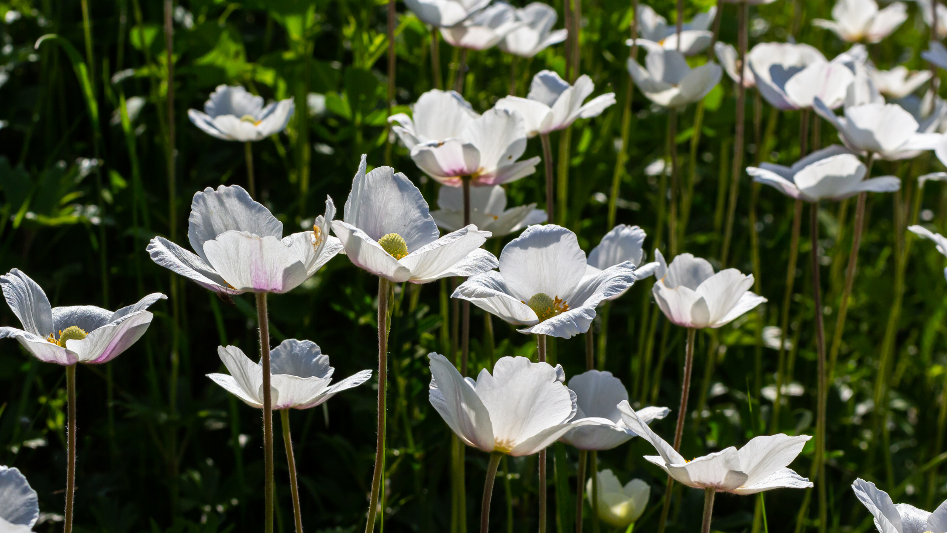 Here Are 28 Beautiful Plants To Grow Instead Of Anemones