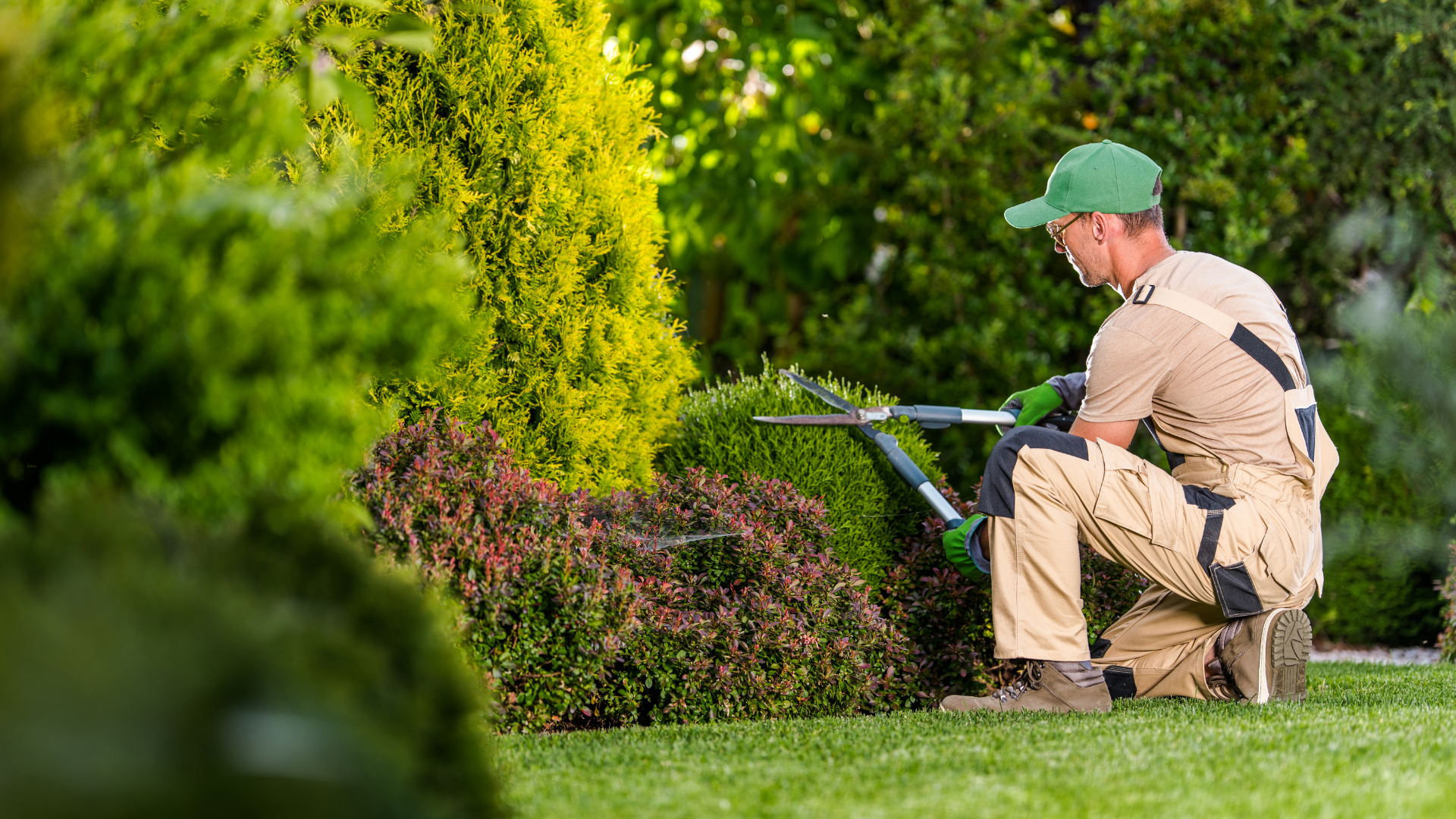 These Are 25 Shrubs Perfect For Zone 8 Shade Gardens