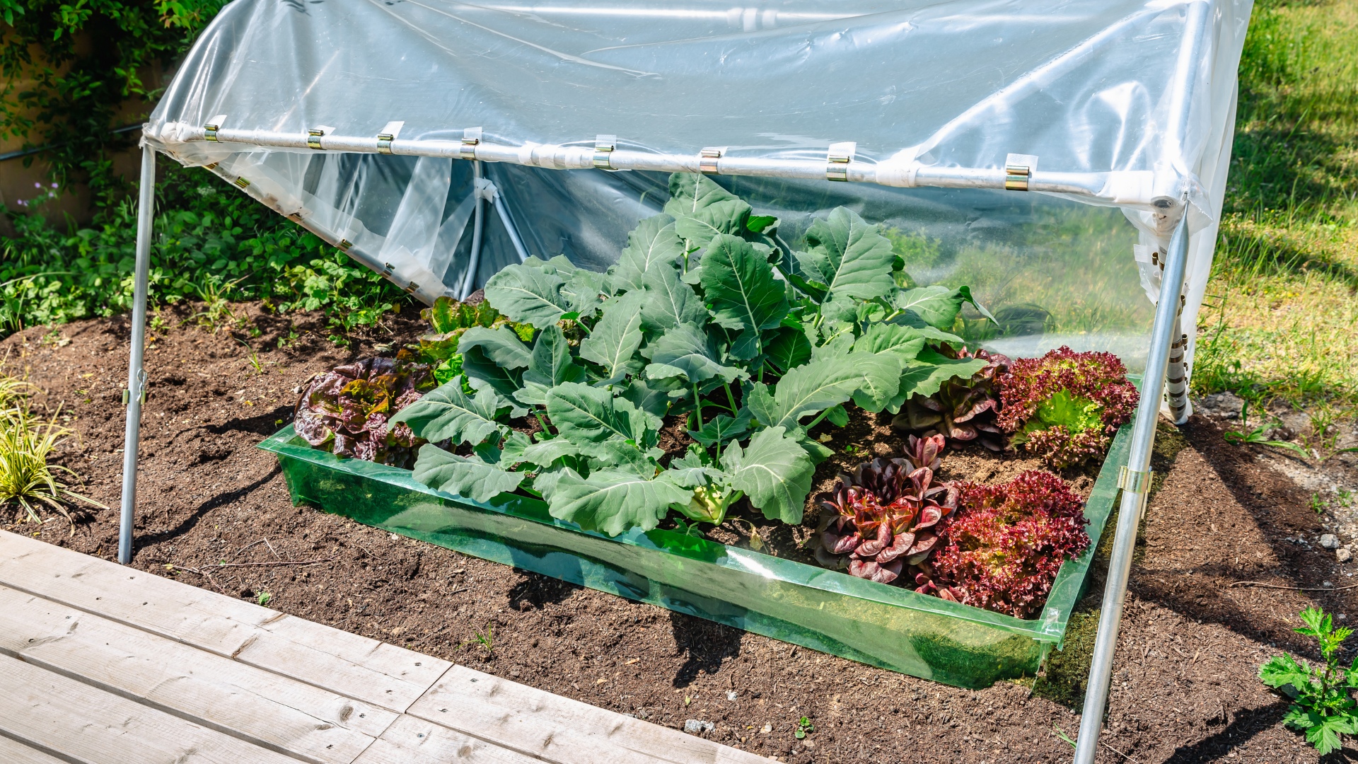 33 Facts Everyone Should Know About Superfoods You Can Grow In Your Own Backyard