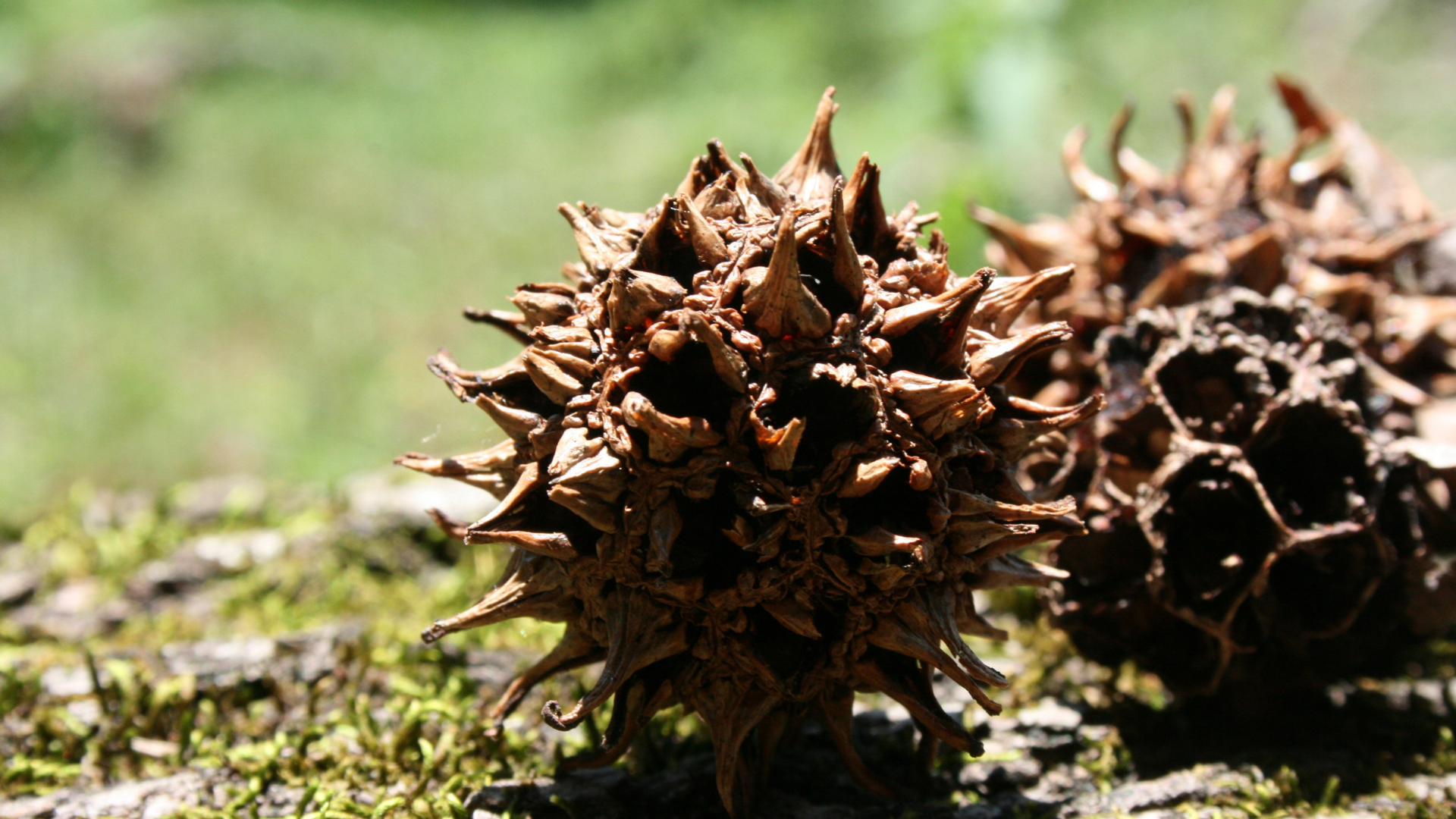 Use Sweetgum Balls In Your Home And Garden In These 20 Clever Ways