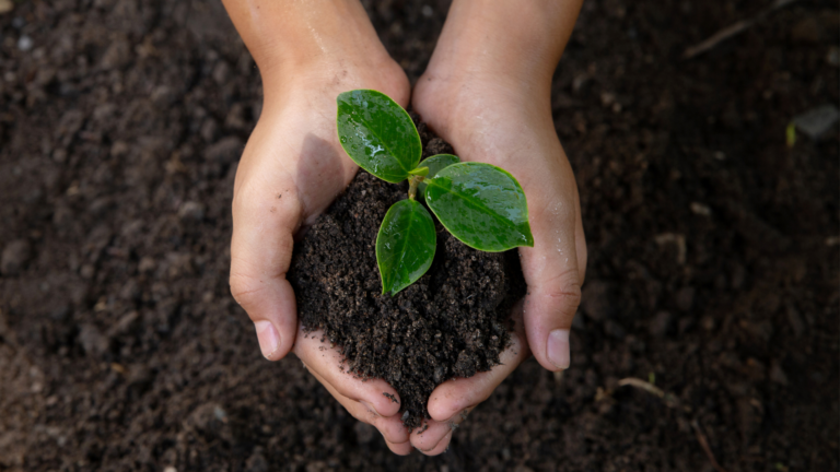 25 Facts Everyone Should Know About Soil Health And Why It Matters For Your Garden