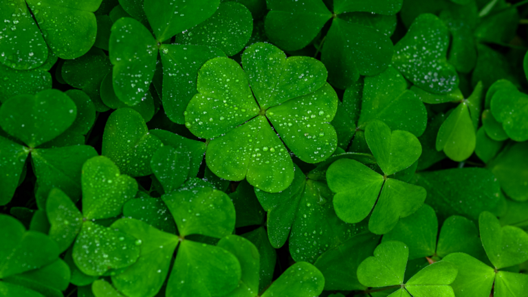 20 Benefits Of Growing A Clover Lawn Instead Of Grass