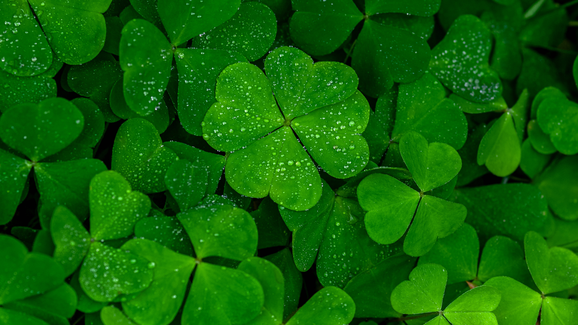 20 Benefits Of Growing A Clover Lawn Instead Of Grass