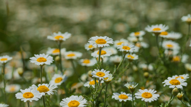 Surprising Benefits Of Saving Chamomile Flowers