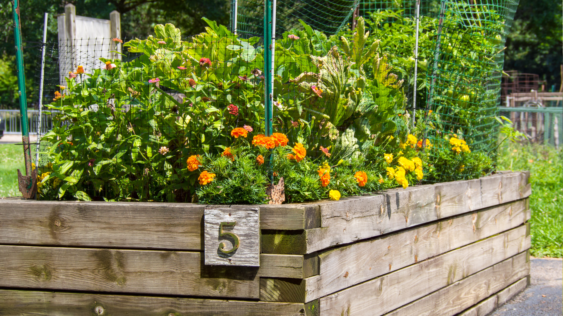 The 20 Biggest Raised Bed Gardening Mistakes (And How to Avoid Them)