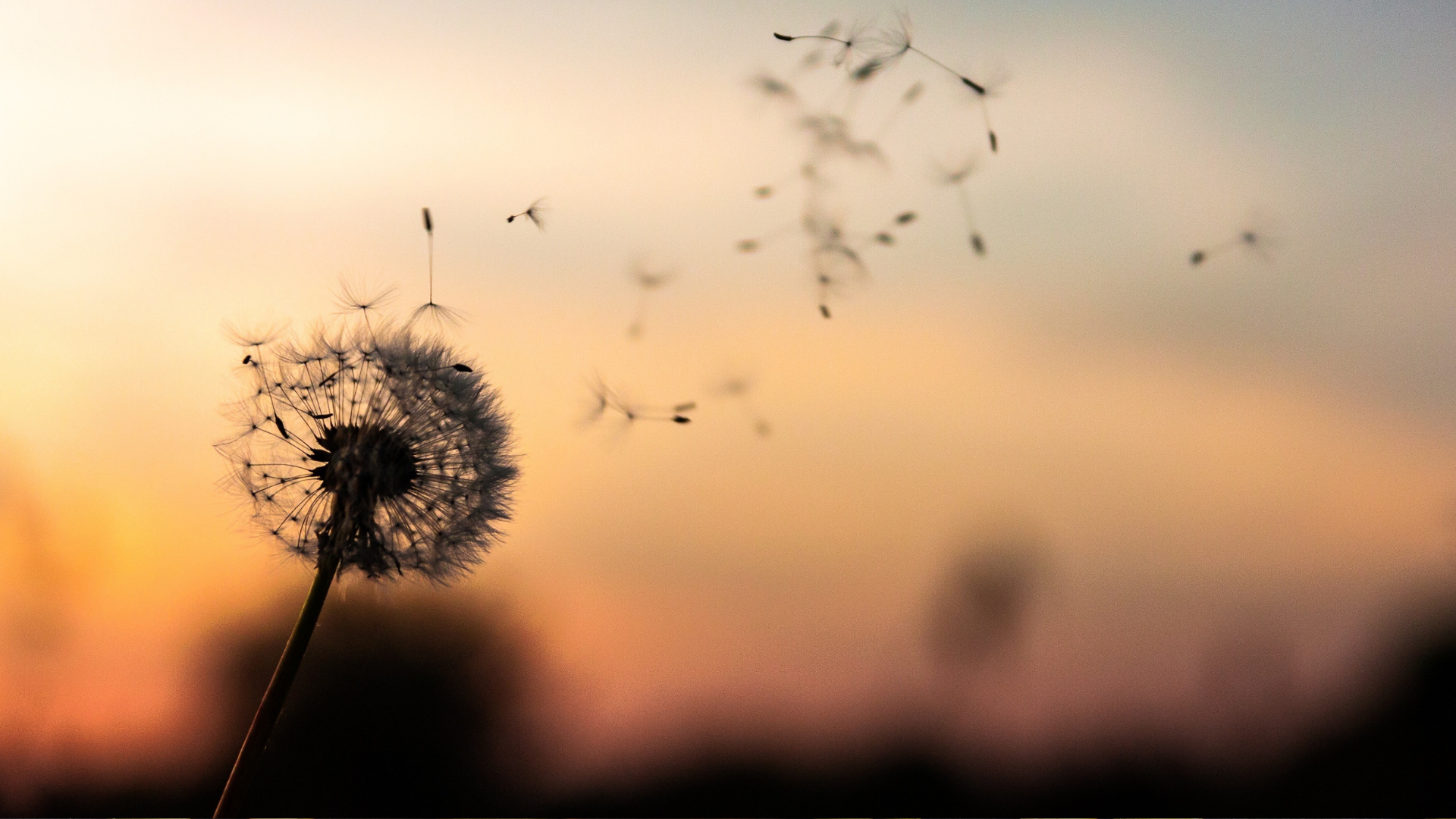 25 Smart Uses For Dandelions