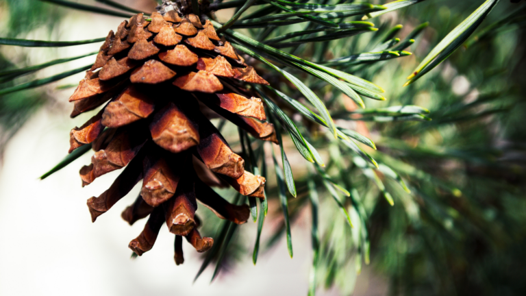 20 Reasons Why You Should Be Using Fallen Pinecones (And 5 Things To Watch Out For)