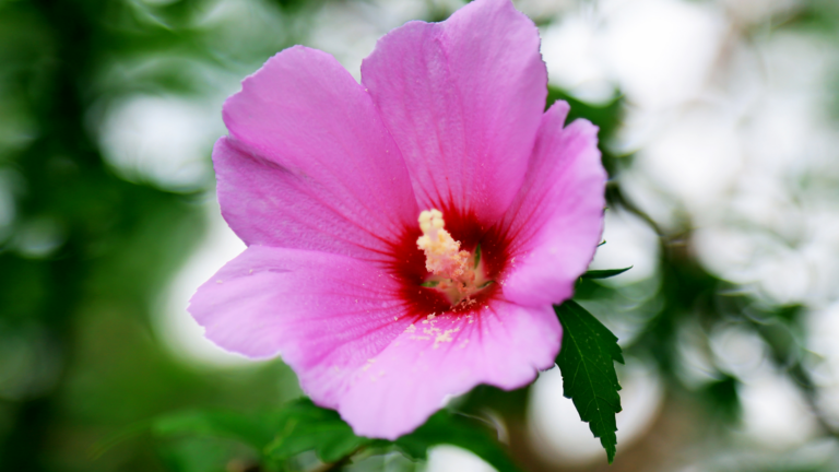 10 Reasons Why Is My Rose Of Sharon Turning Yellow? (And 5 Simple Solutions)