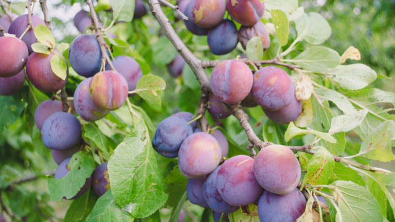 Get A Plum Tree To Fruit With These 10 Ways (And 10 Reasons Holding It Back)