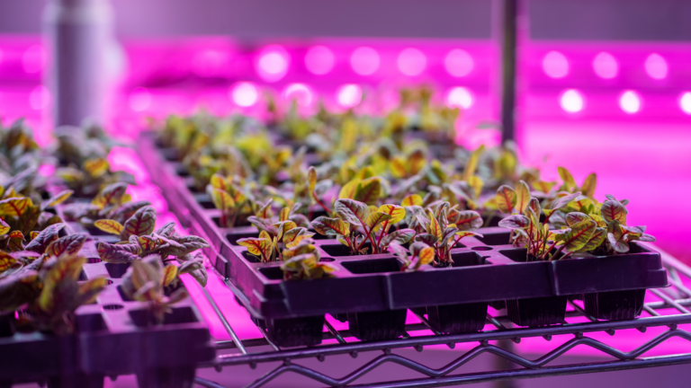 32 Best Indoor Gardening Systems For Fresh Produce Year-Round