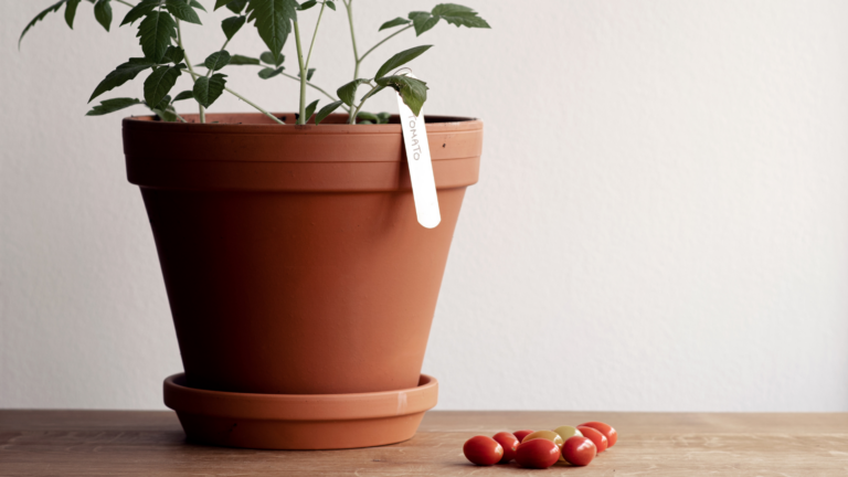 29 Disease-Resistant Vegetable Varieties To Start Indoors For A Healthier Garden (Last 4 Will Surprise You)