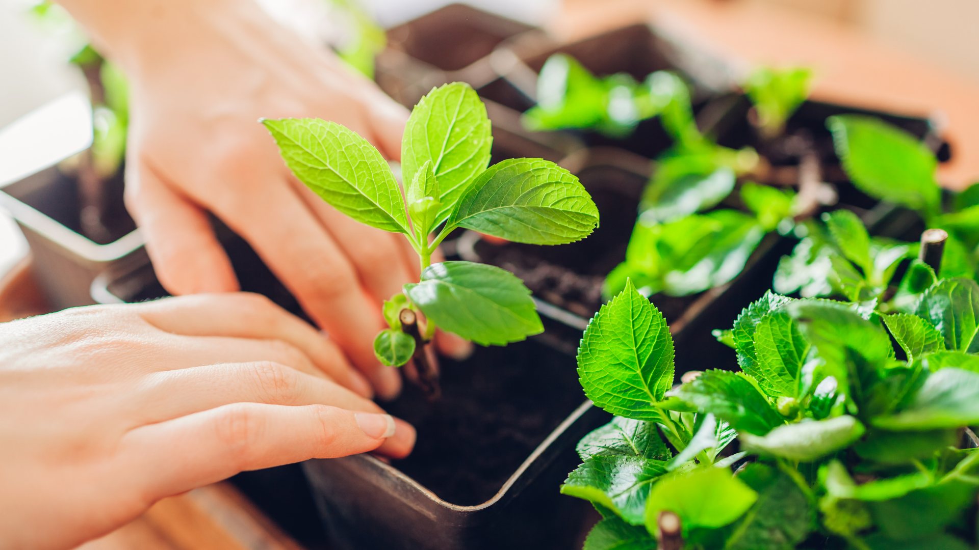 Dos And Don’ts Of Growing Hydrangeas In Containers (You’ll Want to Know About These Tips)