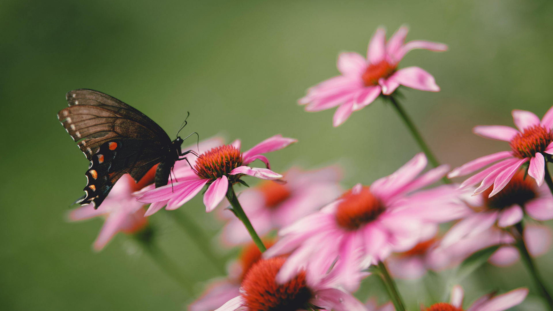 38 Iconic Native Plants That Shape The Beauty Of American Gardens