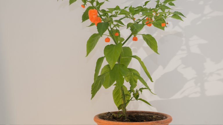 20 Best Peppers For Container Gardens When Started Indoors First (And 5 To Avoid At All Costs)