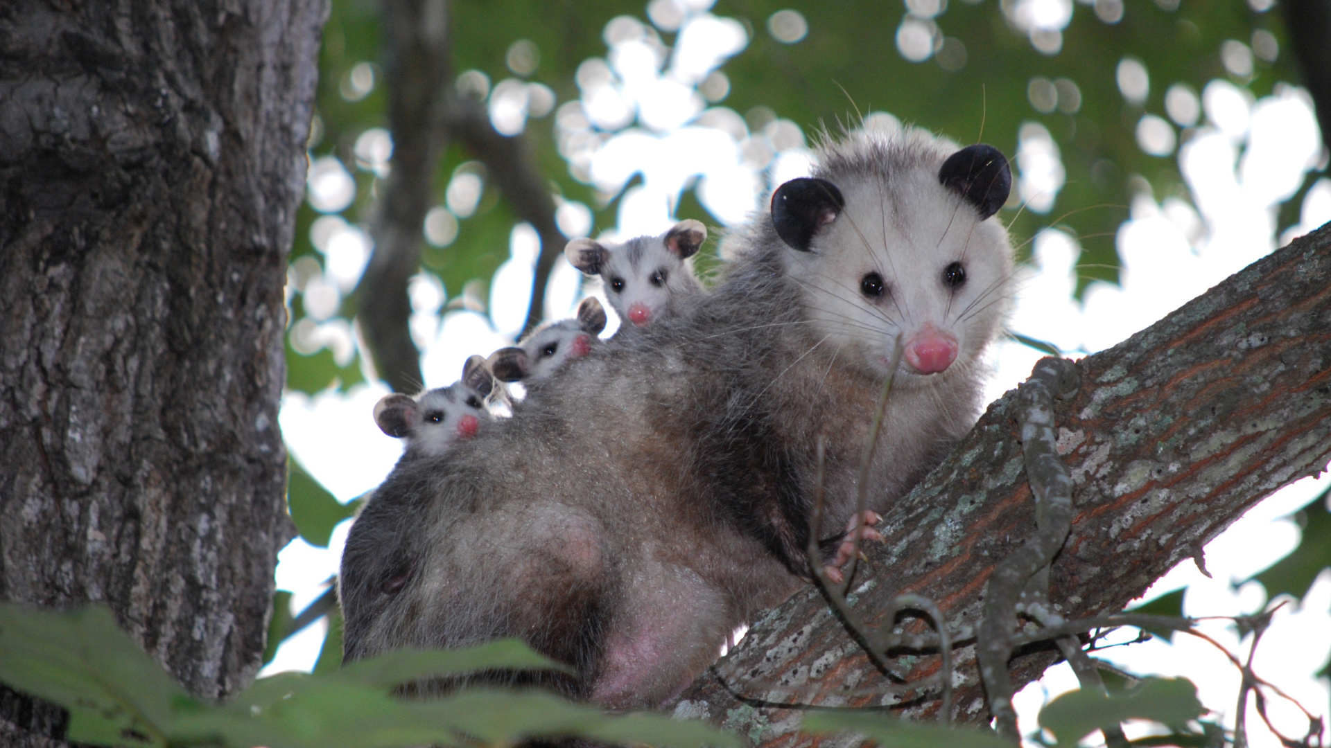 Get Rid Of Possums In Your Yard With These 20 Solutions