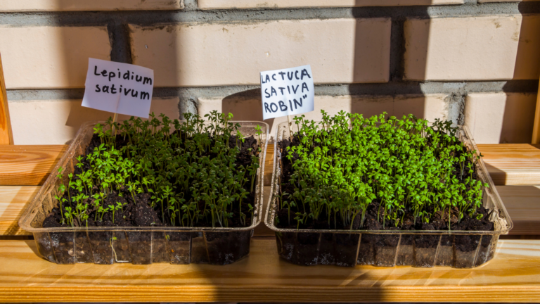 30 Vegetables To Grow Indoors For Small Space Gardens (And 10 To Take Outside Immediately!)