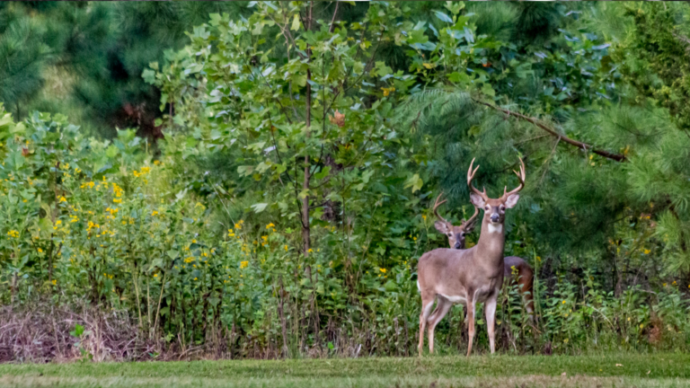 31 Backyard Plants That Attract More Wildlife Than You Want