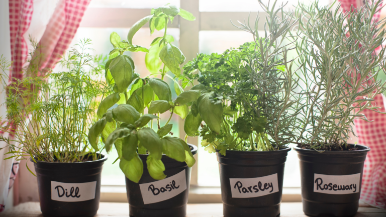15 Herbs That Are Simple to Grow Indoors (Plus 5 You Will Struggle With)