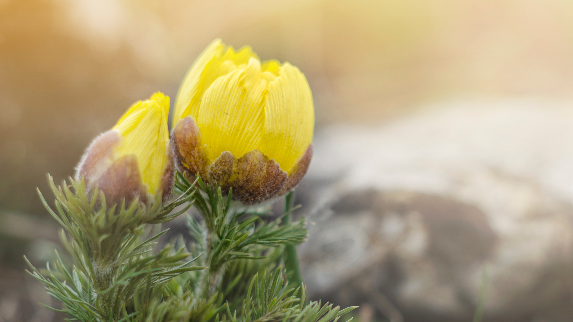 Early-Blooming Annuals To Start Indoors For Lively Spring Color