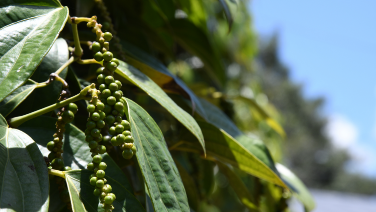 How To Grow A Peppercorn Plant (And 5 Things To Avoid While Growing It)
