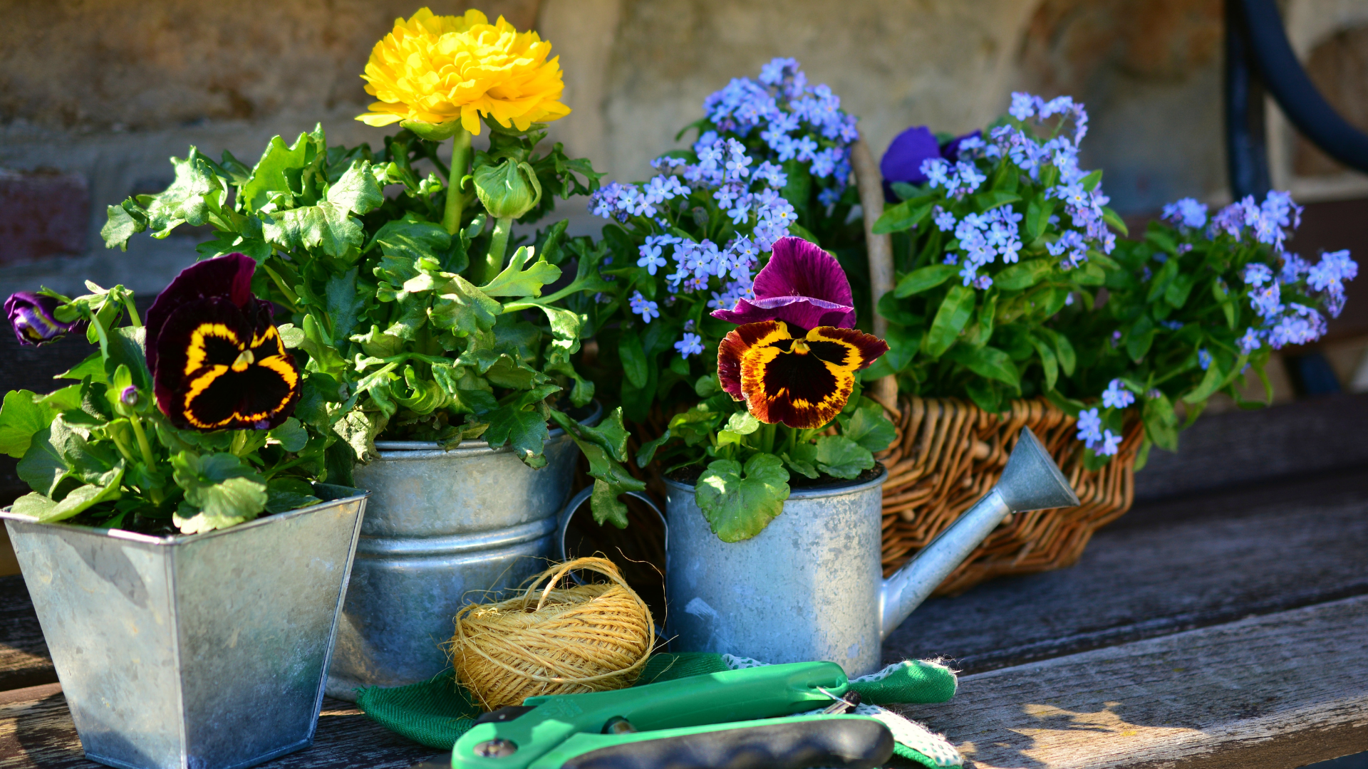 20 Beginner Friendly Flowers To Grow Indoors (Plus Few More For Extra Burst Of Spring Color)