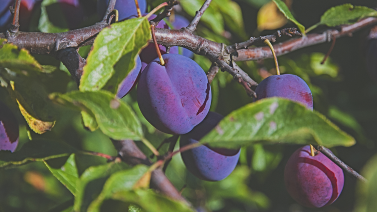 How To Grow A Plum Tree From A Plum (And 5 Mistakes To Avoid While Growing It)