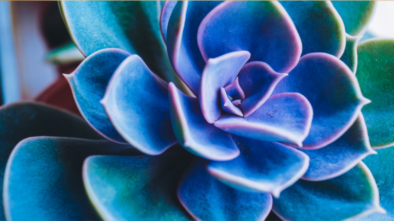 26 Rare And Unique Succulents Every Plant Lover Needs To See