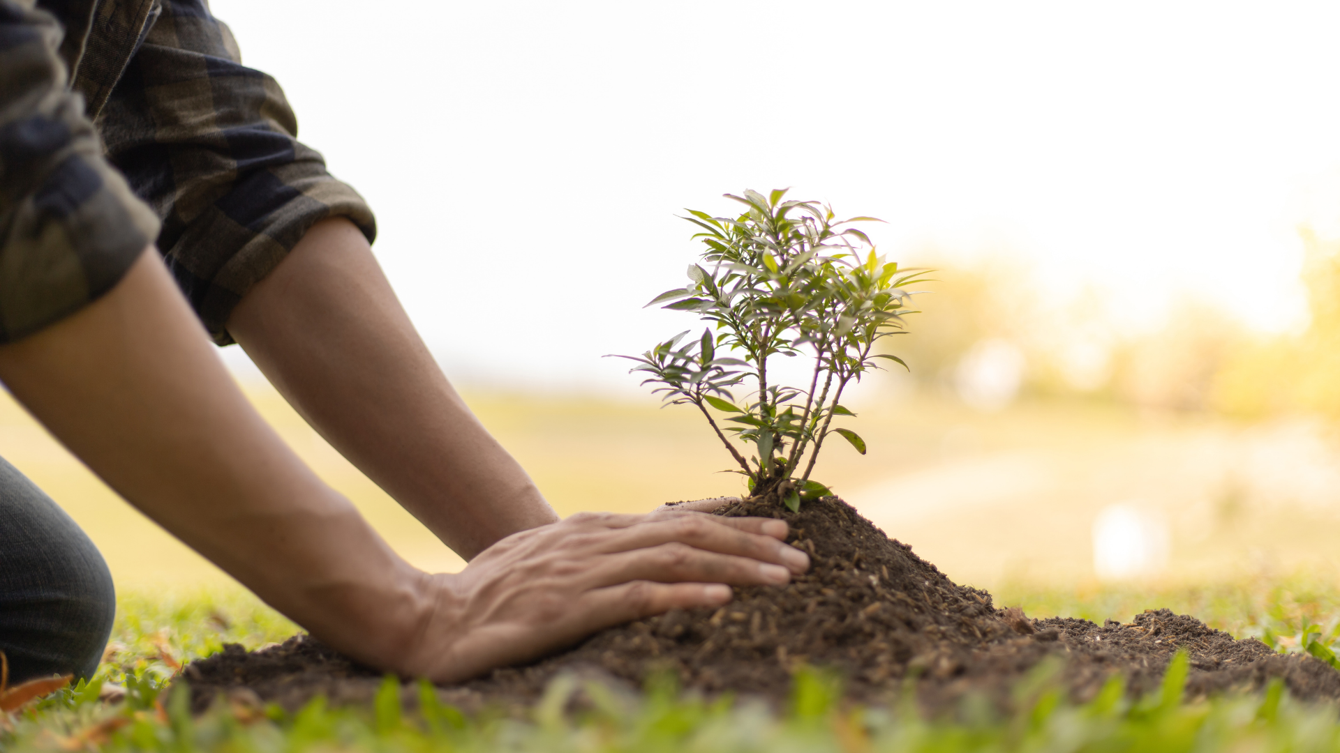 Starting Fruit Trees From Seed Indoors To What Works And What Doesn’t