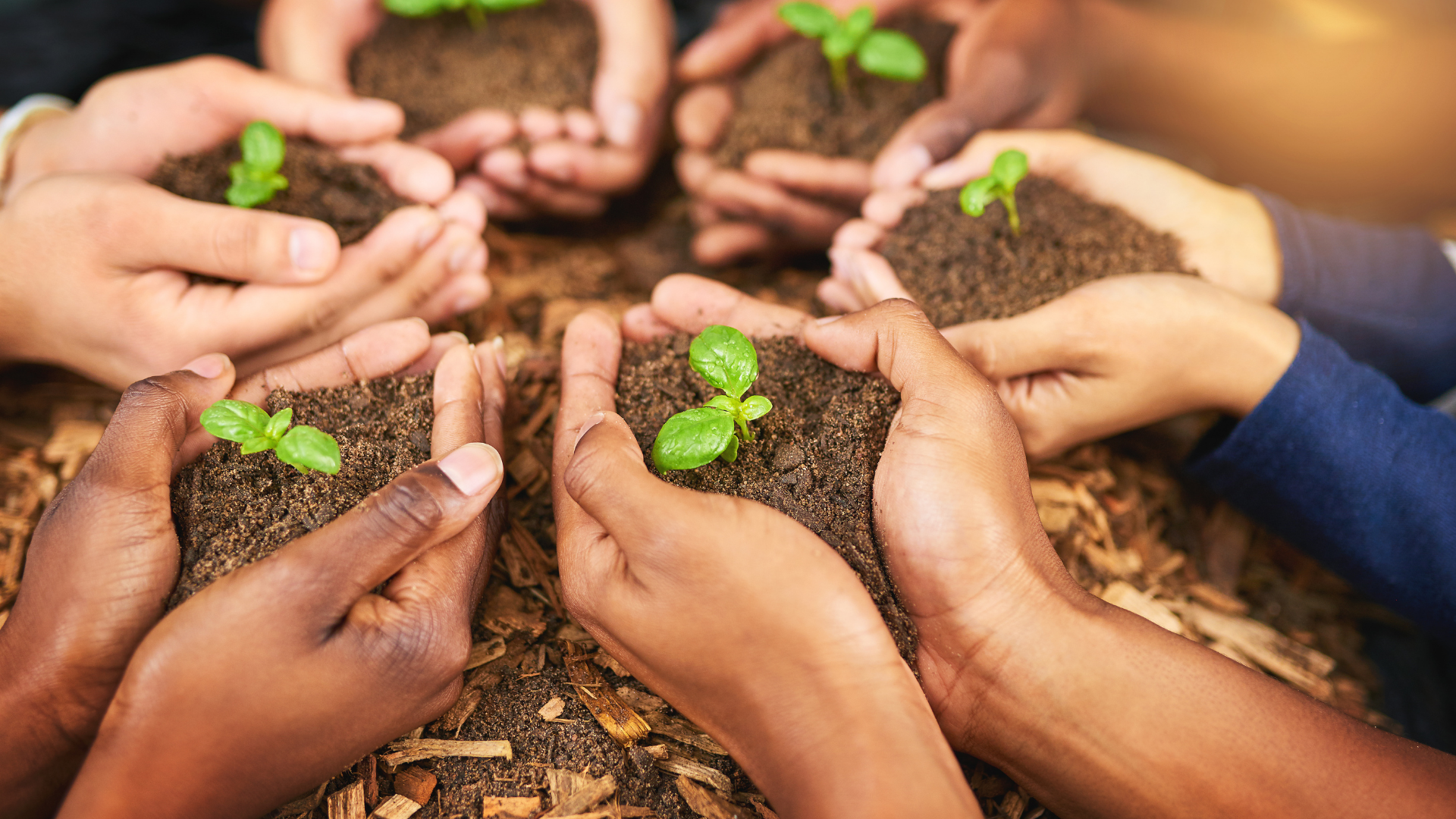 28 Alternatives To Plastic Seed-Starting Trays