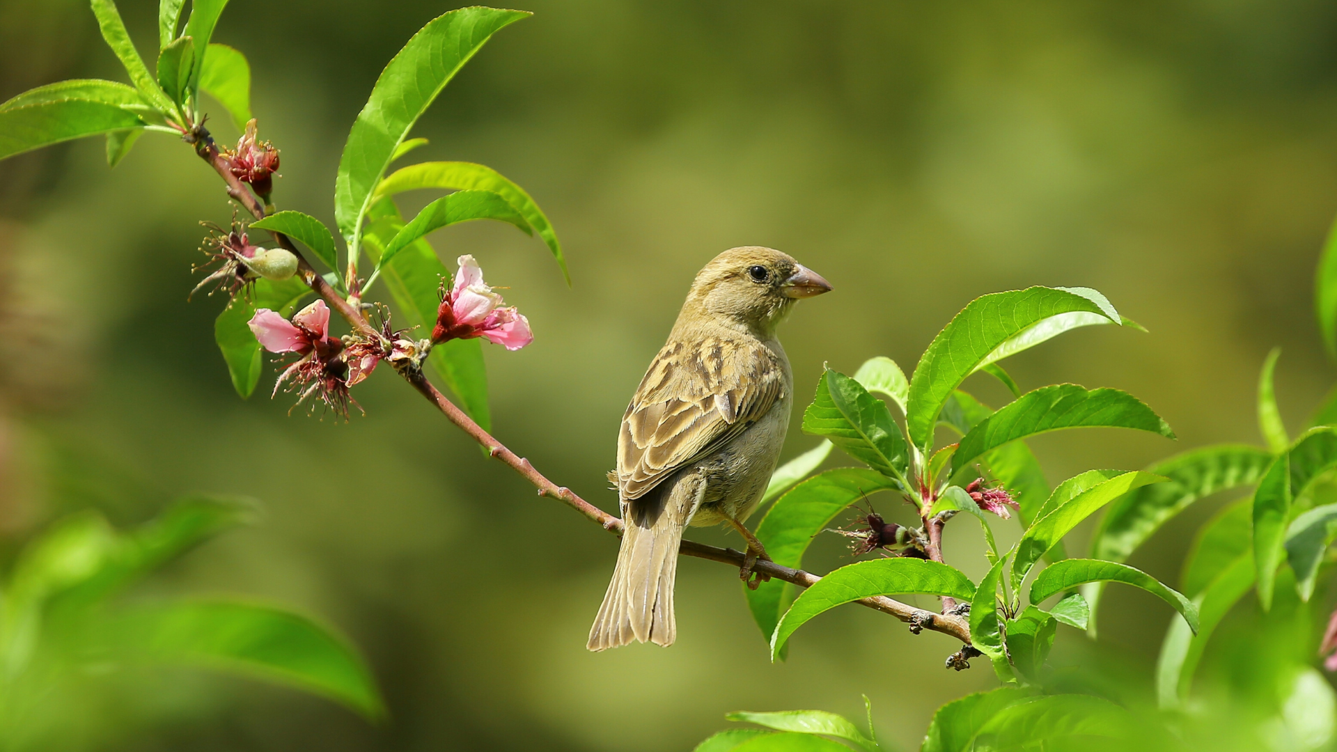 29 Conifer Trees That Attract Birds For Food And Shelter