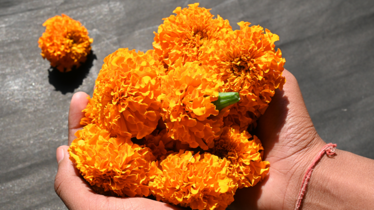 Here Are 32 Beautiful Plants To Grow Instead Of Marigolds