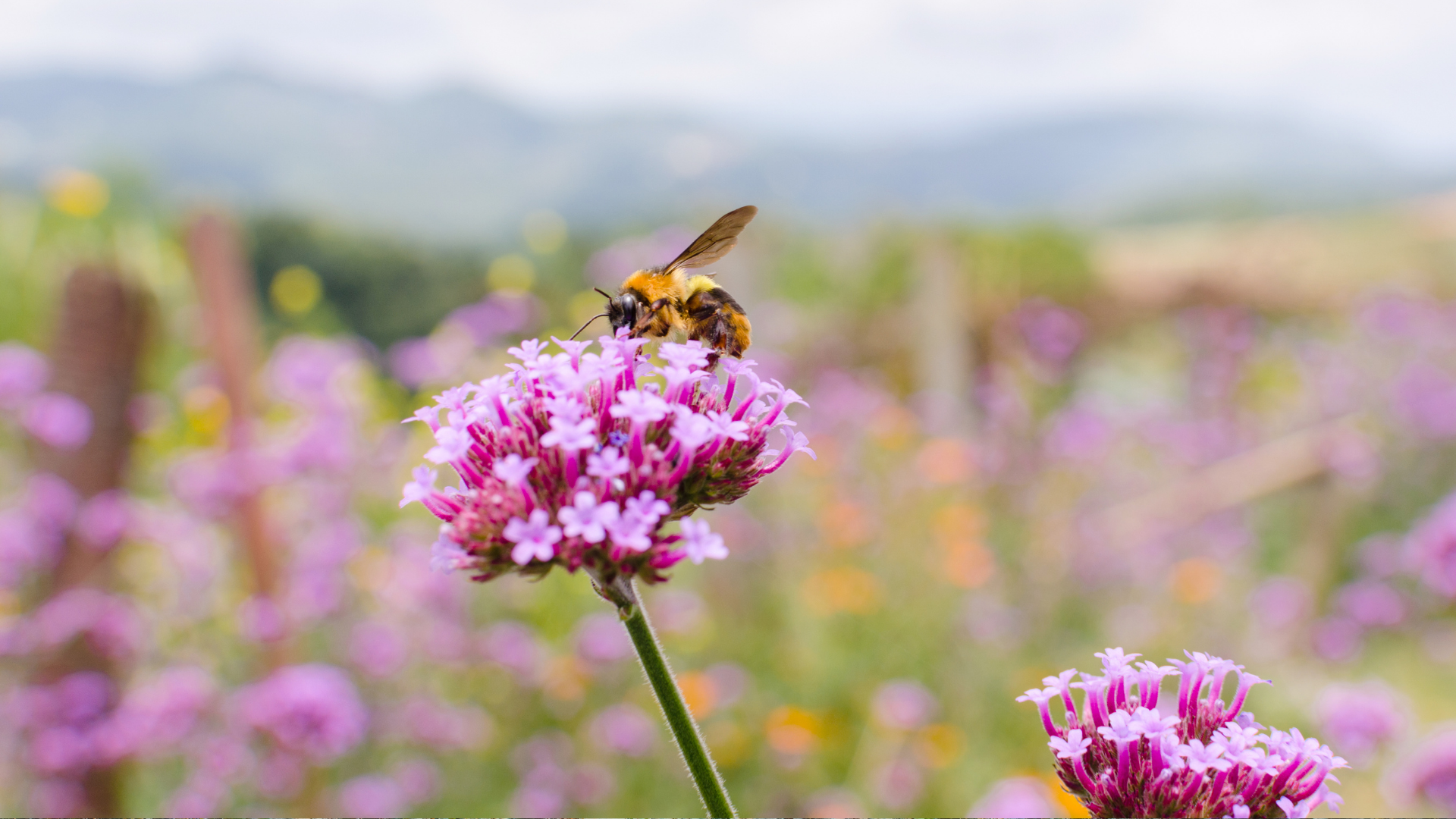 26 Tall Perennial Flowers That Bring Beauty And Privacy To Your Garden