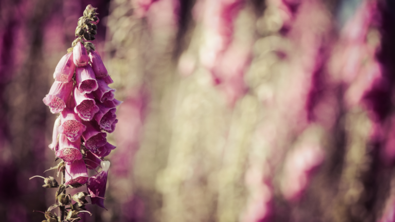 Here Are 26 Beautiful Plants To Grow Instead Of Foxgloves