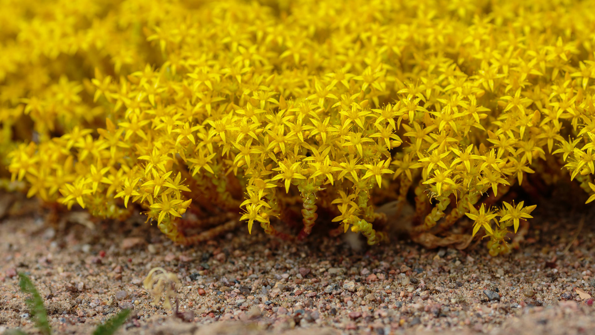 15 Sedum Ground Cover Varieties To Add To Your Yard (Plus 5 Alternatives To Avoid)