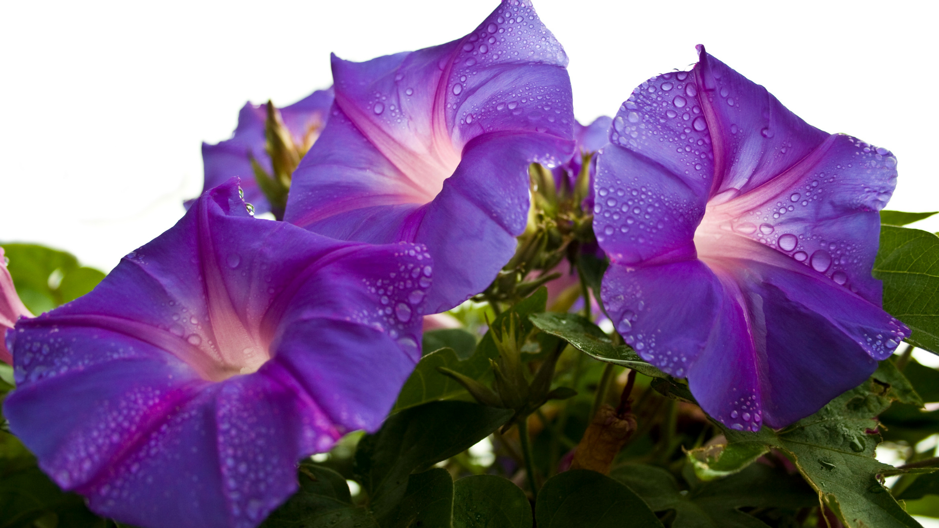 Here Are 29 Beautiful Plants To Grow Instead Of Morning Glories