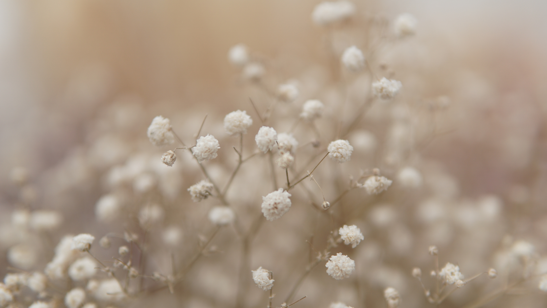 Here Are 29 Beautiful Plants To Grow Instead Of Baby’s Breath