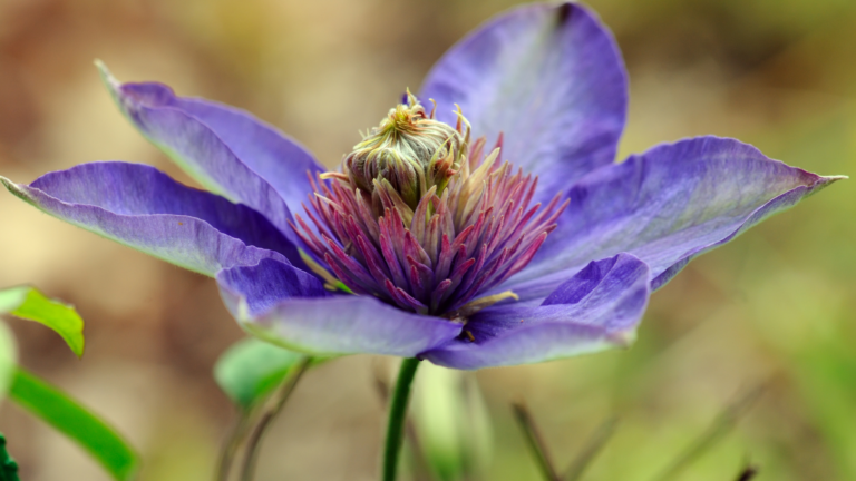 29 Clematis Varieties That Have The Prettiest Flowers