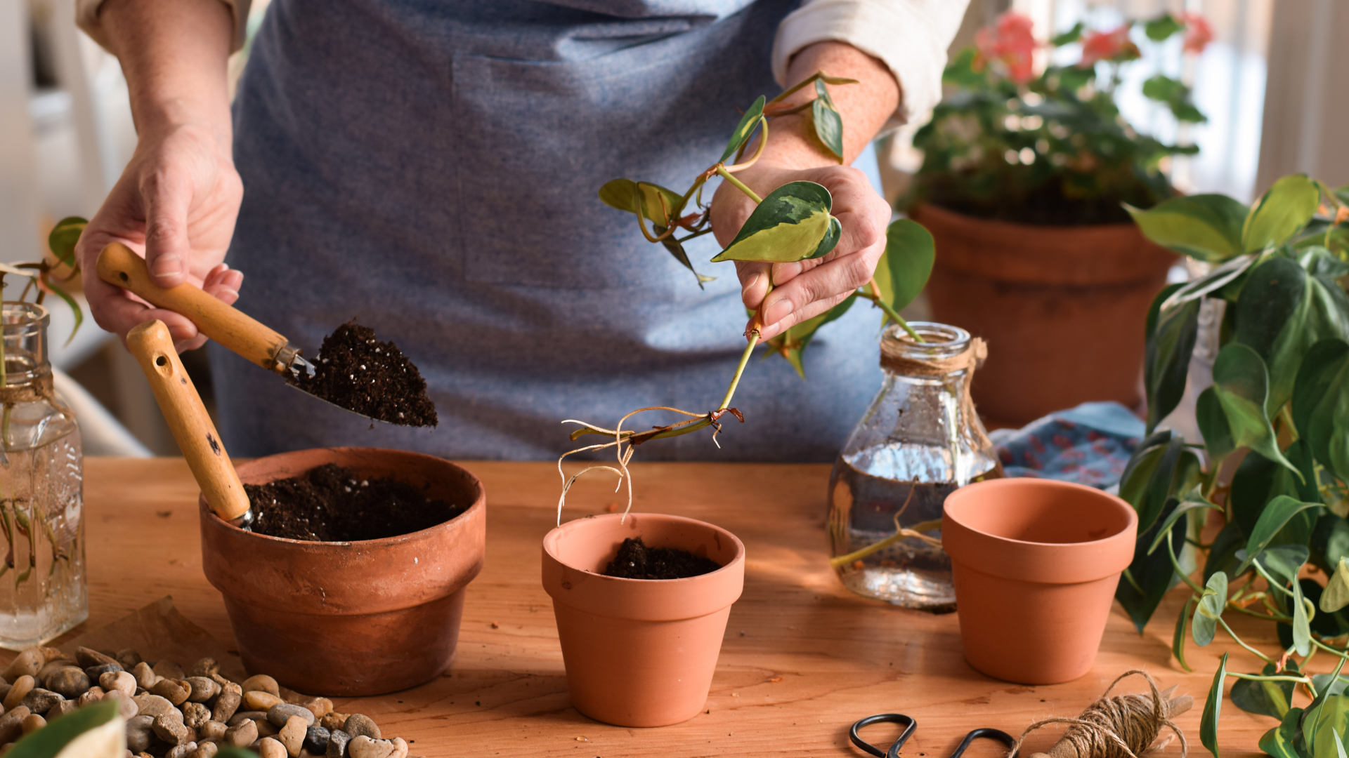 23 Tricks To Make Your Pothos Grow Faster