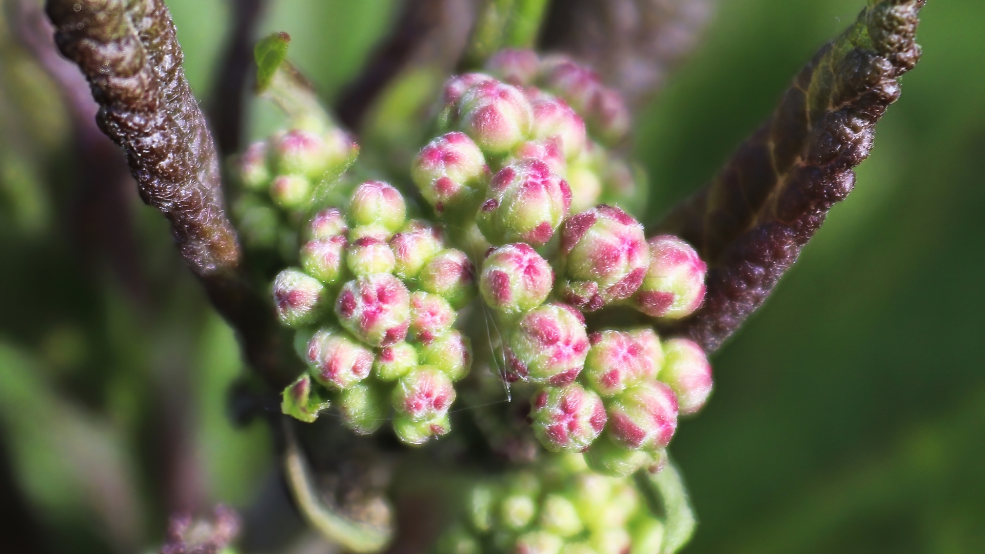 baby joe pye weed