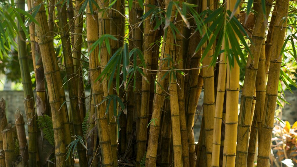 bamboo plant