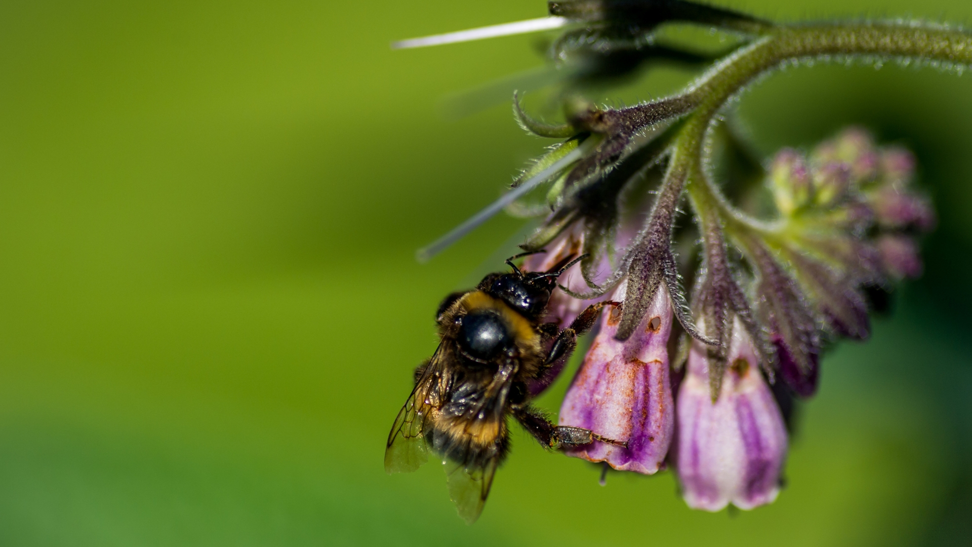 bee feeding on a comfrey flower