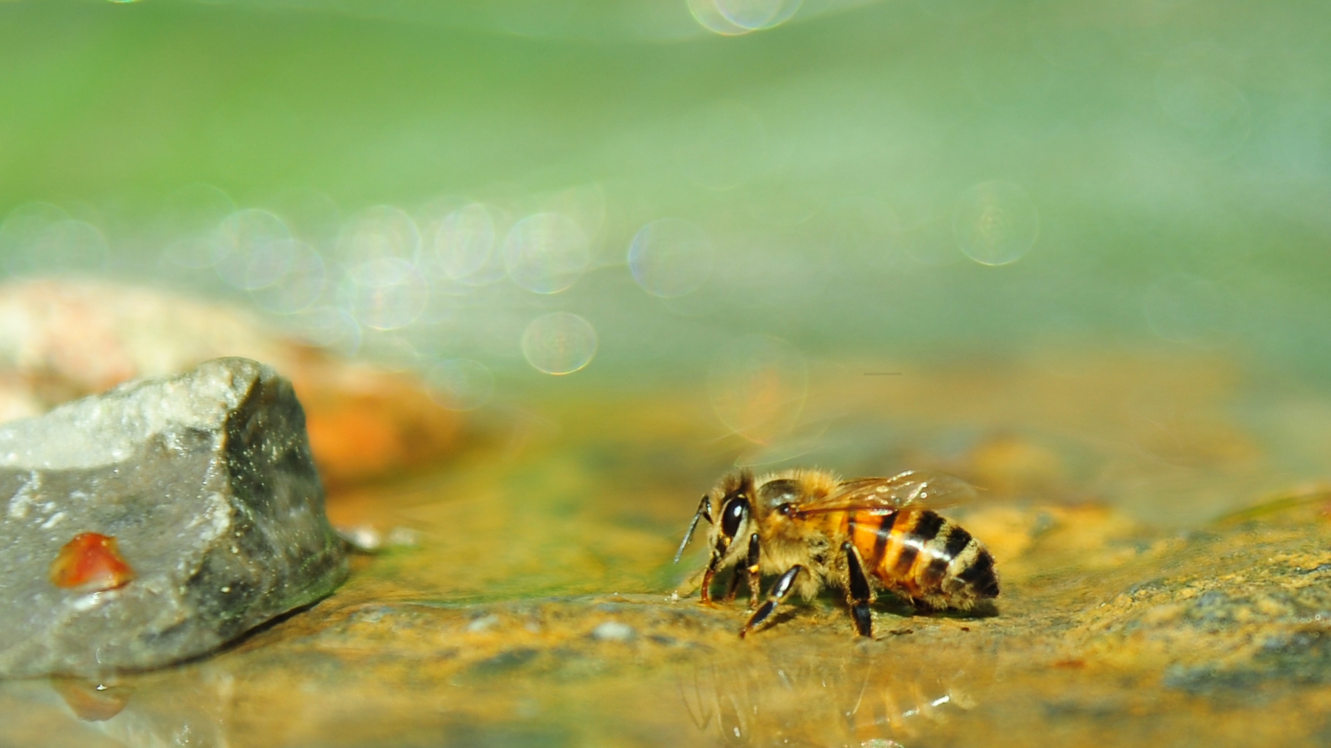 bee in a birdbath