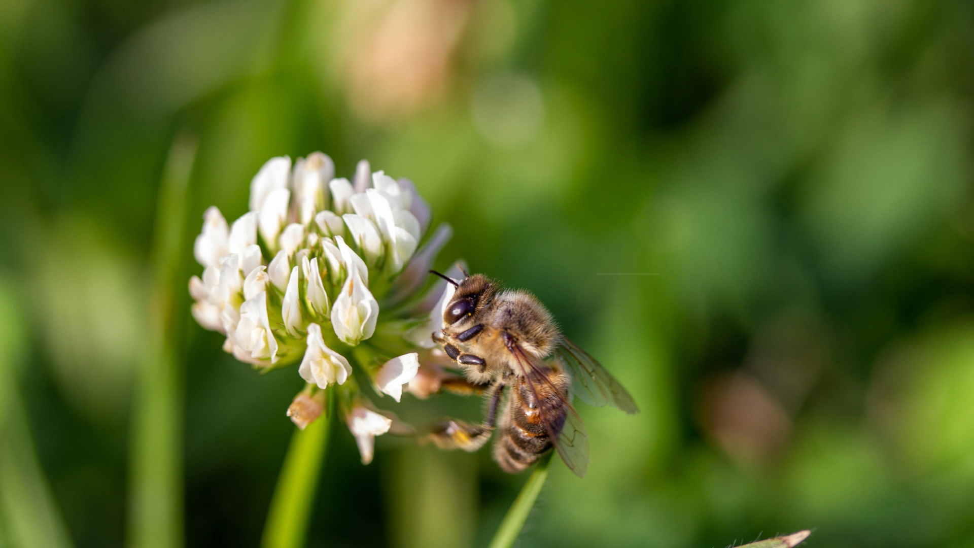 bee on a clover