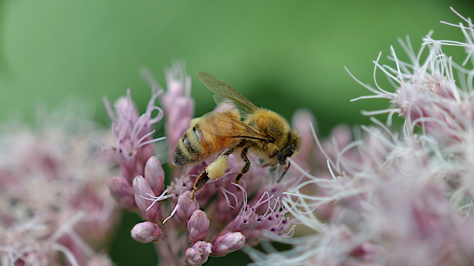 bee on a joe pye weed