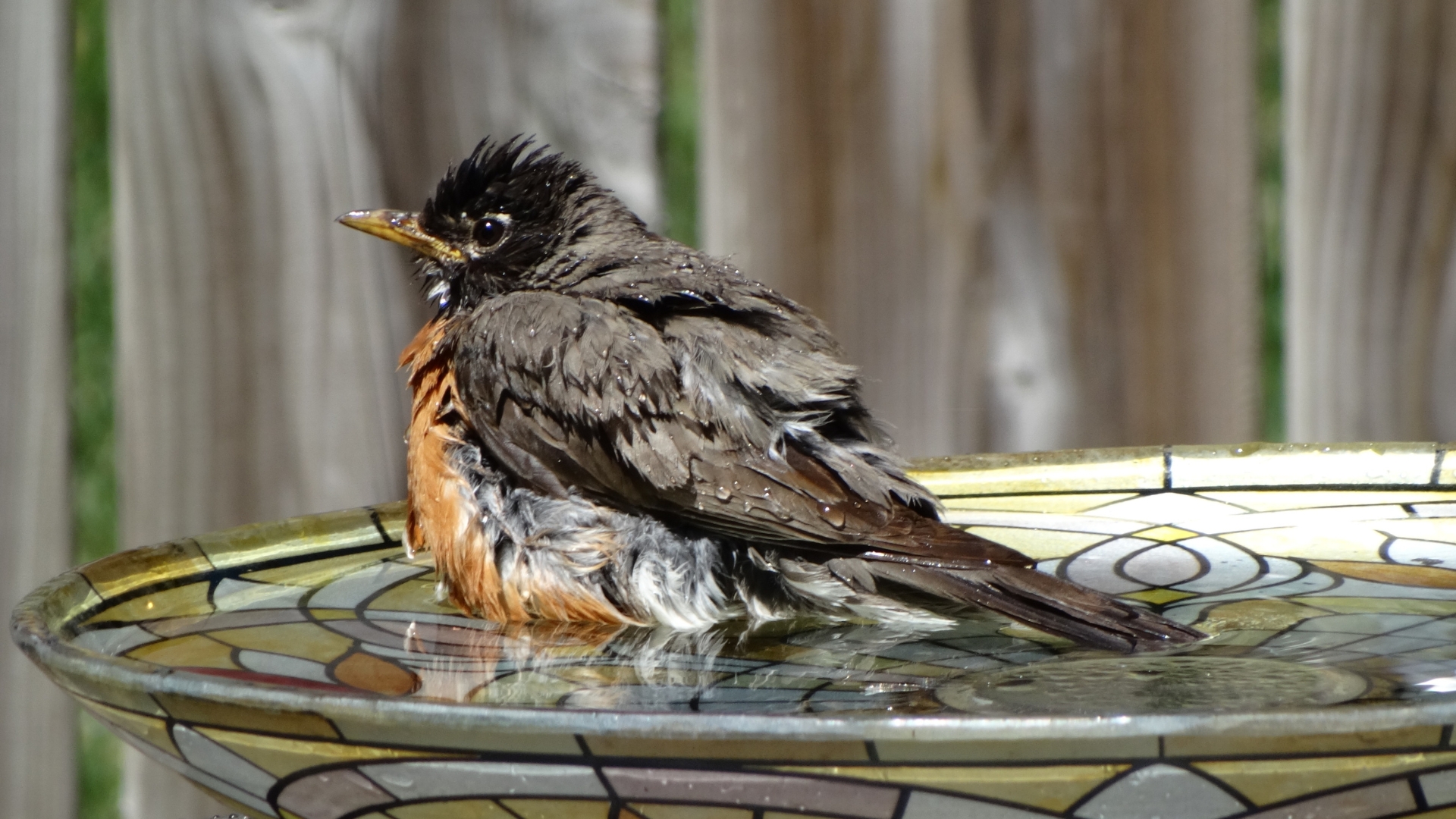 bird bathing in a birdbath