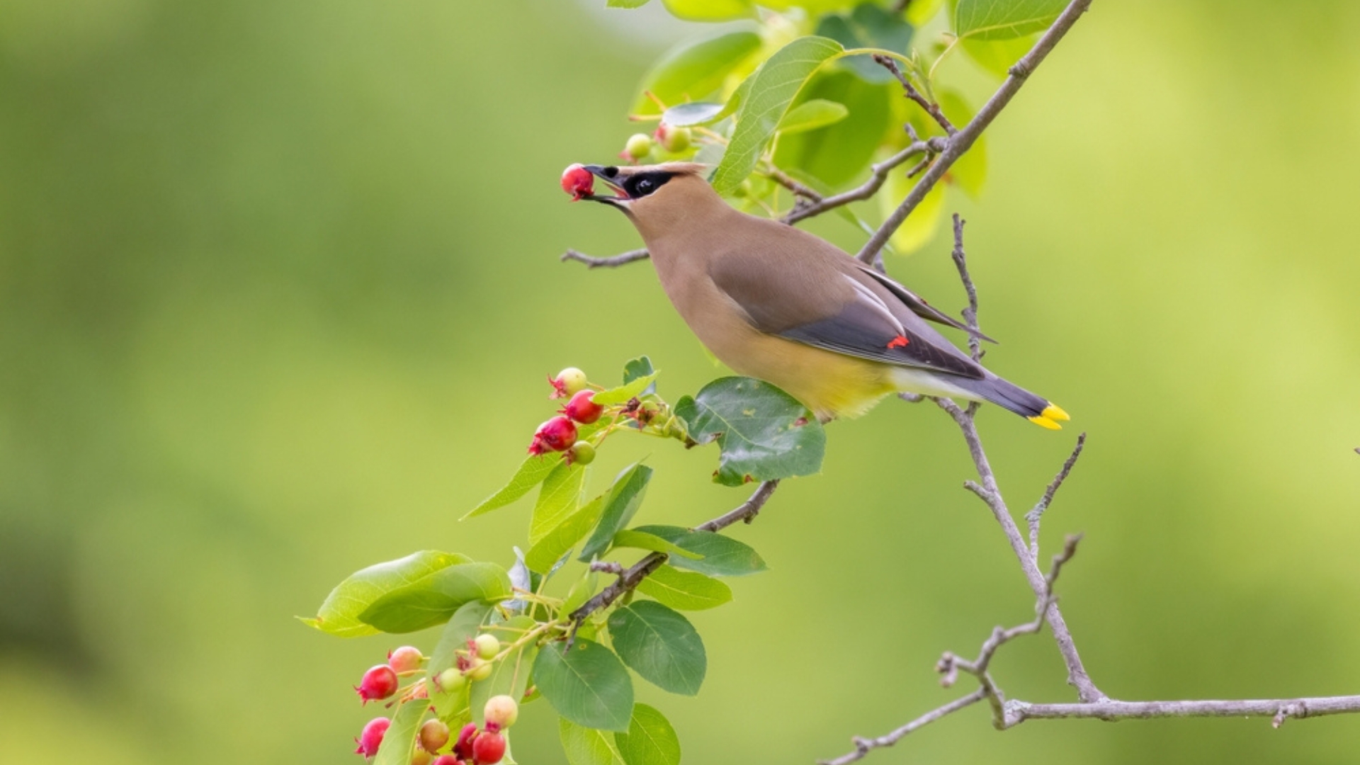 bird feeding on a juneberry tree fruit