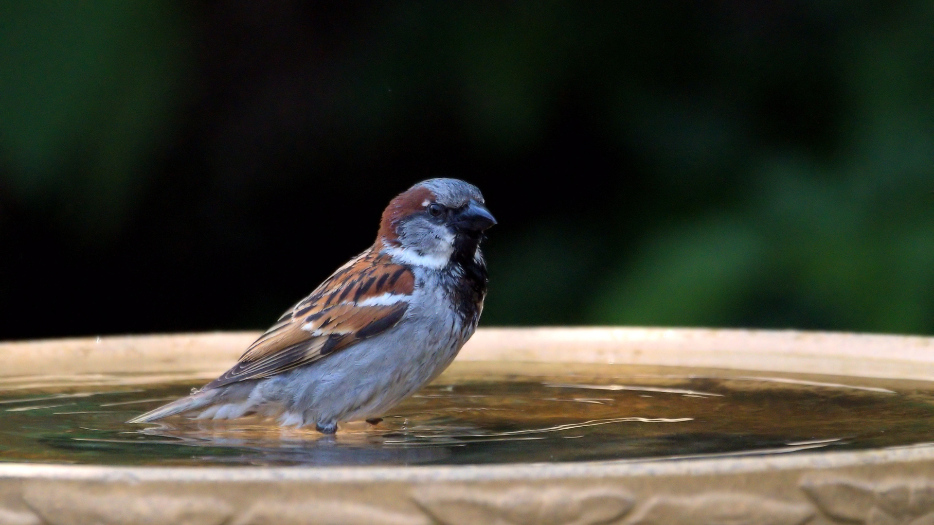 bird in a birdbath